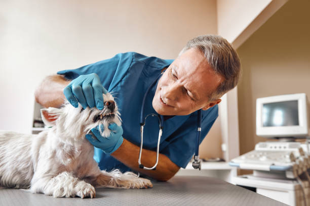 Best Emergency Wisdom Teeth Removal in Mount Olive, IL
